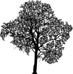 Fototapeta premium dense tree black silhouette isolated on white