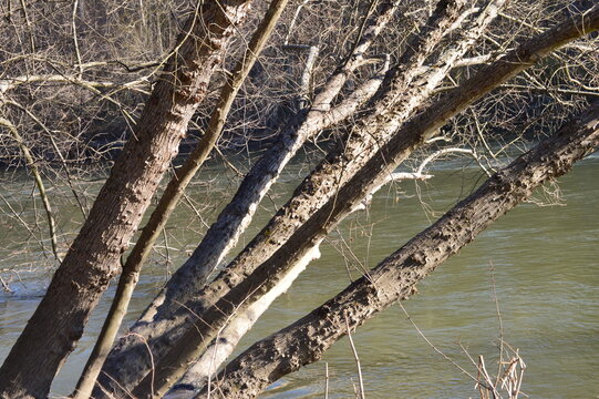 Tree With No Leaves On The River