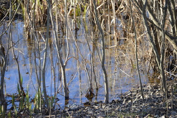 Marsh