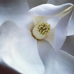 macro di fiore di magnolia