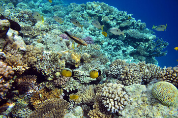 Naklejka na ściany i meble Beautiful fish and corals at the bottom of the Red Sea