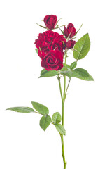 dark red rose five blooms flower