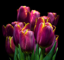 Fototapeta premium purple and yellow tulips isolated on black background