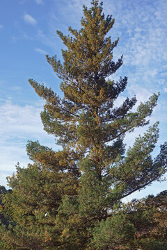 Twisted white pine (Pinus strobus 'Torulosa'). Called Contorted Eastern white pine also