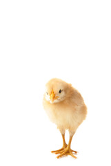 Fototapeta premium Little chicken isolated on white baclground. Top view