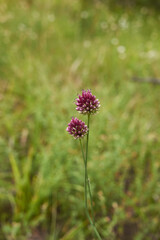Allium sphaerocephalon 
