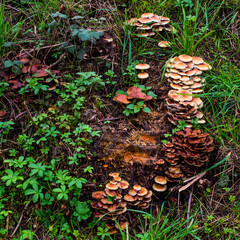 Autumn multicolored still life with mushrooms, green grass