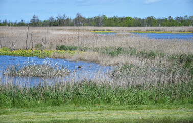 Salzwiesen auf dem Darß