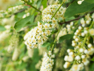 Bird cherry tree in blossom. Close-up of a flowering Prunus Avium branch with white little blossoms. View of a blooming sweet bird-cherry tree in spring. White wedding flowers. Soft focus