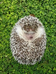 hedgehog cute