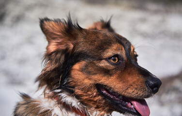 Walk with mongrel in fresh air. Charming cute mestizo puppy. Portrait of small smiling dog without breed on background of pebbles on beach.
