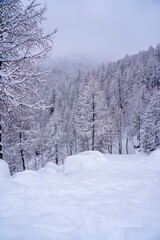 Soft focus. Pine tree branches with small cones in the mountain winter forest. Panoramic view of winter forest with trees covered snow. Sunset in the frozen mountains. High quality photo