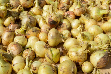 onion close-up not peeled