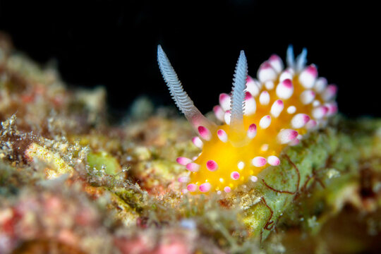 Cute yellow nudibranch with white and pink spots