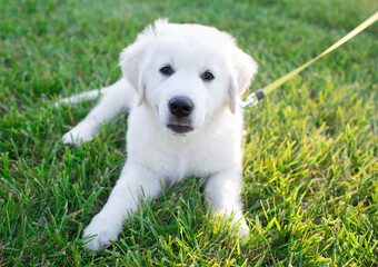 English Cream Golden Retriever Puppy