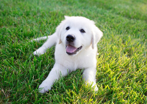 English Cream Golden Retriever Puppy