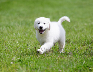 English Cream Golden Retriever Puppy