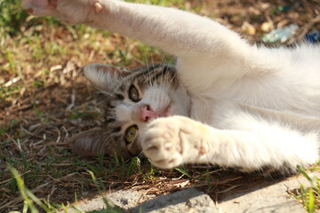 street cat enjoying the sun