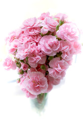 Pink carnations flower composition