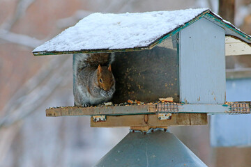 un écureuil gris mange des graines dans une mangeoire d'oiseau en hiver