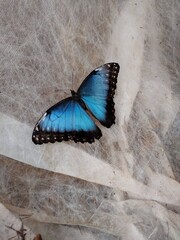 butterfly on the wall