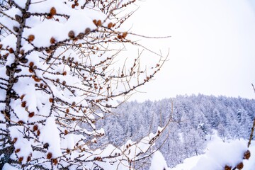 Winter background with small pine cones covered with thick layer of snow. Sunset on the french Alps. Closeup macro shot, background blur with copy space 