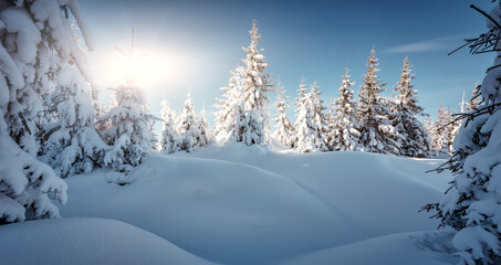 Splendid Alpine scenery in winter. Fantastic frosty morning in forest. snow-cowered pine trees under warm sunlight. Fantastic mountain highland. Amazing winter background. Wonderful Christmas Scene