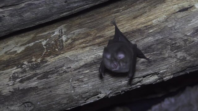 Greater horseshoe bat (Rhinolophus ferrumequinum) under the roof of an abandoned house. Nasal Outgrowths serve to form a beam of echolocation signals. Northern Caucasia
