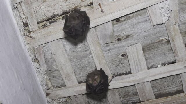 Greater horseshoe bat (Rhinolophus ferrumequinum) under the roof of an abandoned house. Nasal Outgrowths serve to form a beam of echolocation signals. Northern Caucasia
