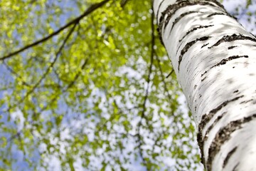 Blooming Birch tree in a sunny spring day. Young bright green leaves on birch tree branches close-up. White birch trunk in focus on a blue sky background. Spring birch in bright sunlight close up.