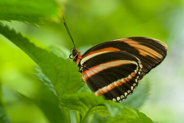 Obraz na płótnie Canvas Banded orange butterfly close up