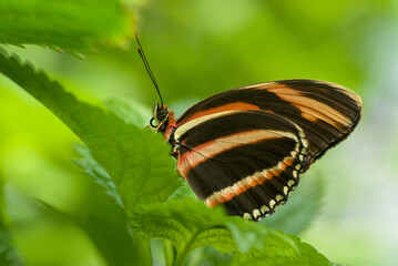 Banded orange butterfly close up