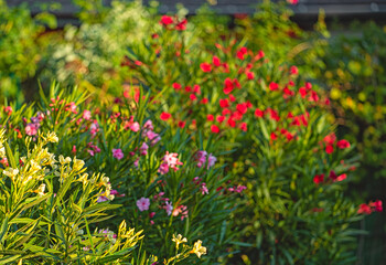 Nice oleanders in the garden in summer