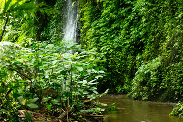 Peaceful view of tropical forest with hidden waterfall, Indonesia, Bali