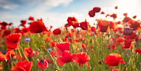 Nice colorful poppy field in spring