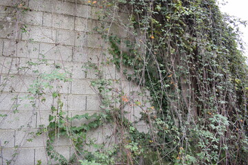 Gray wall and brambles (Rubus ulmifolia)