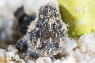 Juvenile giant frogfish hangs out in the sand - Antennarius commerson