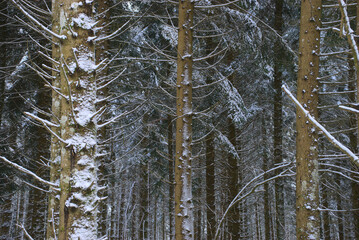 forest, snowy winter landscape in Auvergne, Puy-de-Dome