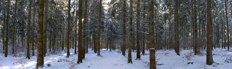 panoramic view of a fir forest under the snow, in Auvergne, Puy-de-Dome