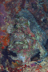 Fototapeta na wymiar Clorful 3 Spot fogfish aka marble mouth frogfish - Lophiocharon lithinostomus