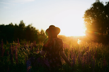 Silhouette of  woman gathering lupine in sunset light in countryside field. Atmospheric moment