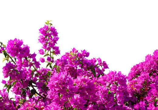  Fragment of lush Bougainvillea tree in full bloom isolated on white background. Selective focus.