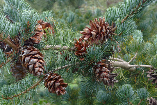 Cleary japanese white pine (Pinus parviflora 'Cleary')