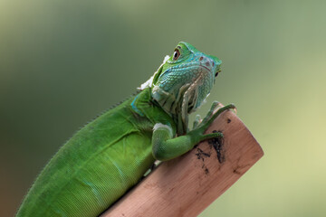 Green iguana on the tree branch