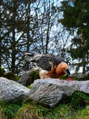 Vertical photo of an endangered specie - a bearded vulture consuming its prey on top of some rocks. 