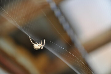 Spider walking on a cobweb