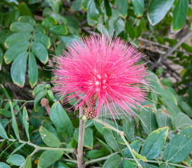 Closeup of a Red Powder Puff flower