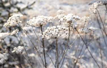 Frozen spikelets on a snowy winter field