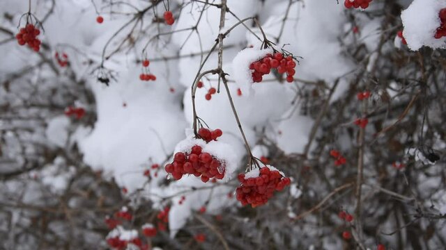 Winter landscape with red berries of guilder rose (viburnum opulus, water elder, common snowball)