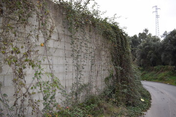 Gray wall and brambles (Rubus ulmifolia)